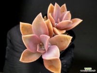 메탈리카(적심) 25-115 : 다육식물 - 엑스플랜트