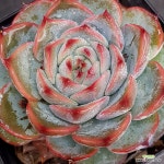 케라리언0601-927 : 다육식물 - 엑스플랜트