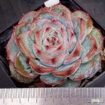 케라리언0601-927 : 다육식물 - 엑스플랜트