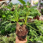 귀요미 목대 제나두 셀렘 2촉이상 199 제누드셀렘 필로덴드론 꽃비종합원예 : 공기정화식물 - 엑스플랜트