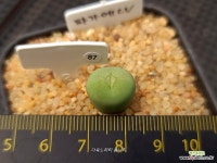 파가에 R앤Y 1792 교배종 87 : 코노피튬 - 엑스플랜트