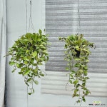 썬라이즈호야 꽃피는호야 록타오 걸이호야 호야꽃 행잉식물 : 공중식물 - 엑스플랜트 썬라이즈호야 꽃피는호야 록타오 걸이호야 호야꽃  행잉식물... 