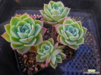 옐로우멜로우 6/9-2523 : 다육식물 - 엑스플랜트