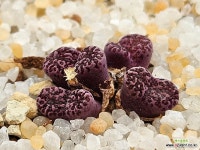 마킨스플럼 : 코노피튬 - 엑스플랜트