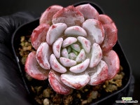 라피네 42-5 : 다육식물 - 엑스플랜트