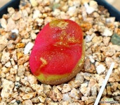 마우가니 홍보석 : 코노피튬 - 엑스플랜트