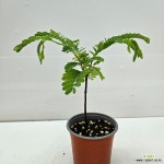 타마린드외목대수형 : 공기정화식물 - 엑스플랜트