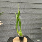 온시디움 윈터 원더랜드 화이트 페어리 : 기타 서양란 - 엑스플랜트