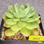 3876 옐로우핀 : 다육식물 - 엑스플랜트