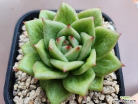 연두장미금69409 : 다육금 - 엑스플랜트