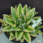 세설금(자구4-5개) : 다육금 - 엑스플랜트