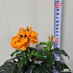 꽃이 잘 나오는 크록산드리아 : 관엽식물 - 엑스플랜트