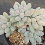 (6月)베이비핑거p19 : 다육식물 - 엑스플랜트