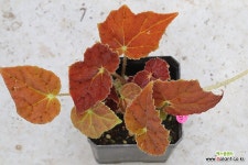 베고니아 어텀엠버 (begonia autumn amber) : 공기정화식물 - 엑스플랜트