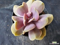 버터플라이4120 : 다육식물 - 엑스플랜트