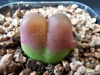 돌기있는 마우가니 홍보석4139 : 코노피튬 - 엑스플랜트