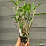 홍제 석곡 : 석곡 - 엑스플랜트