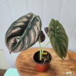 알로카시아 쿠프레아 레드시크릿, C4792,높이 31cm, 너비23cm, 동일품배송 : 관엽식물 - 엑스플랜트