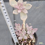 (7月)분홍용월29 : 다육식물 - 엑스플랜트