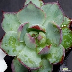 카시오적금0703-88 : 다육식물 - 엑스플랜트