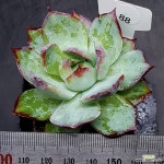 카시오적금0703-88 : 다육식물 - 엑스플랜트