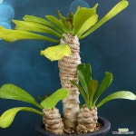 대품 포이소이 1 : 아프리카식물(코덱스) - 엑스플랜트