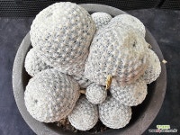 자구번식 백조 왕왕대품(뿌리튼튼 접목아님 초특가)8162 : 선인장 - 엑스플랜트