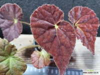 베고니아 어텀엠버40 : 공기정화식물 - 엑스플랜트