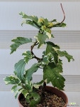 [무늬무궁화] J0095 -동일품 배송- 높이30cm 폭15cm : 야생화 - 엑스플랜트