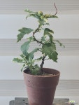 [무늬무궁화] J0095 -동일품 배송- 높이30cm 폭15cm : 야생화 - 엑스플랜트