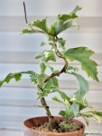 [무늬무궁화] J0095 -동일품 배송- 높이30cm 폭15cm : 야생화 - 엑스플랜트