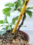 [무늬무궁화] J0095 -동일품 배송- 높이30cm 폭15cm : 야생화 - 엑스플랜트