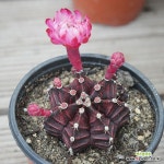 흑목단 070707 : 선인장 - 엑스플랜트