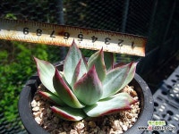 카시오적금0714-1 : 다육금 - 엑스플랜트