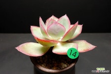 S.P : 다육식물 - 엑스플랜트