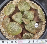 수정101 왕대품 0715-90 : 하월시아 - 엑스플랜트 수정101  왕대품 0715-90 : 하월시아 - 엑스플랜트