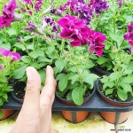 희귀품종 페츄니아 캐스캐이드 3종 사피니아 페튜니아 : 초화류 - 엑스플랜트