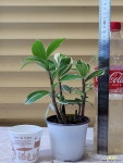 [무늬코스터스] J0103 -동일품 배송- 높이25cm 폭15cm : 공기정화식물 - 엑스플랜트