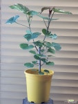[무늬히비스커스] J0105 -동일품 배송- 높이60cm 폭30cm : 공기정화식물 - 엑스플랜트