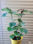[무늬히비스커스] J0105 -동일품 배송- 높이60cm 폭30cm : 공기정화식물 - 엑스플랜트