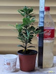 [무늬호랑가시] J0107 -동일품 배송- 높이30cm 폭20cm : 공기정화식물 - 엑스플랜트