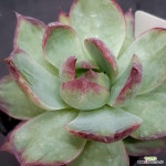 카시오적금0719-88 : 다육식물 - 엑스플랜트