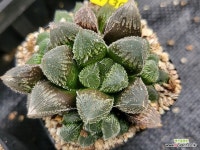 흑설탕 307-1130 : 하월시아 - 엑스플랜트