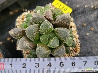 흑설탕 307-1130 : 하월시아 - 엑스플랜트