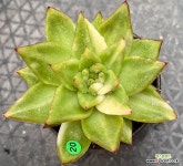 마리아금 20 : 다육식물 - 엑스플랜트