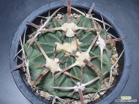 능파 16년생 중품 실생 꽃필 능력 생김 국내산 세원선인장 : 선인장 - 엑스플랜트