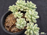 라울금 11-113 : 다육금 - 엑스플랜트