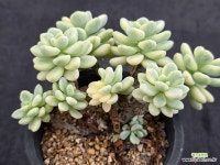 라울금 11-113 : 다육금 - 엑스플랜트