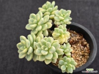 라울금 11-113 : 다육금 - 엑스플랜트