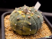 슈퍼투구금 314 : 선인장 - 엑스플랜트